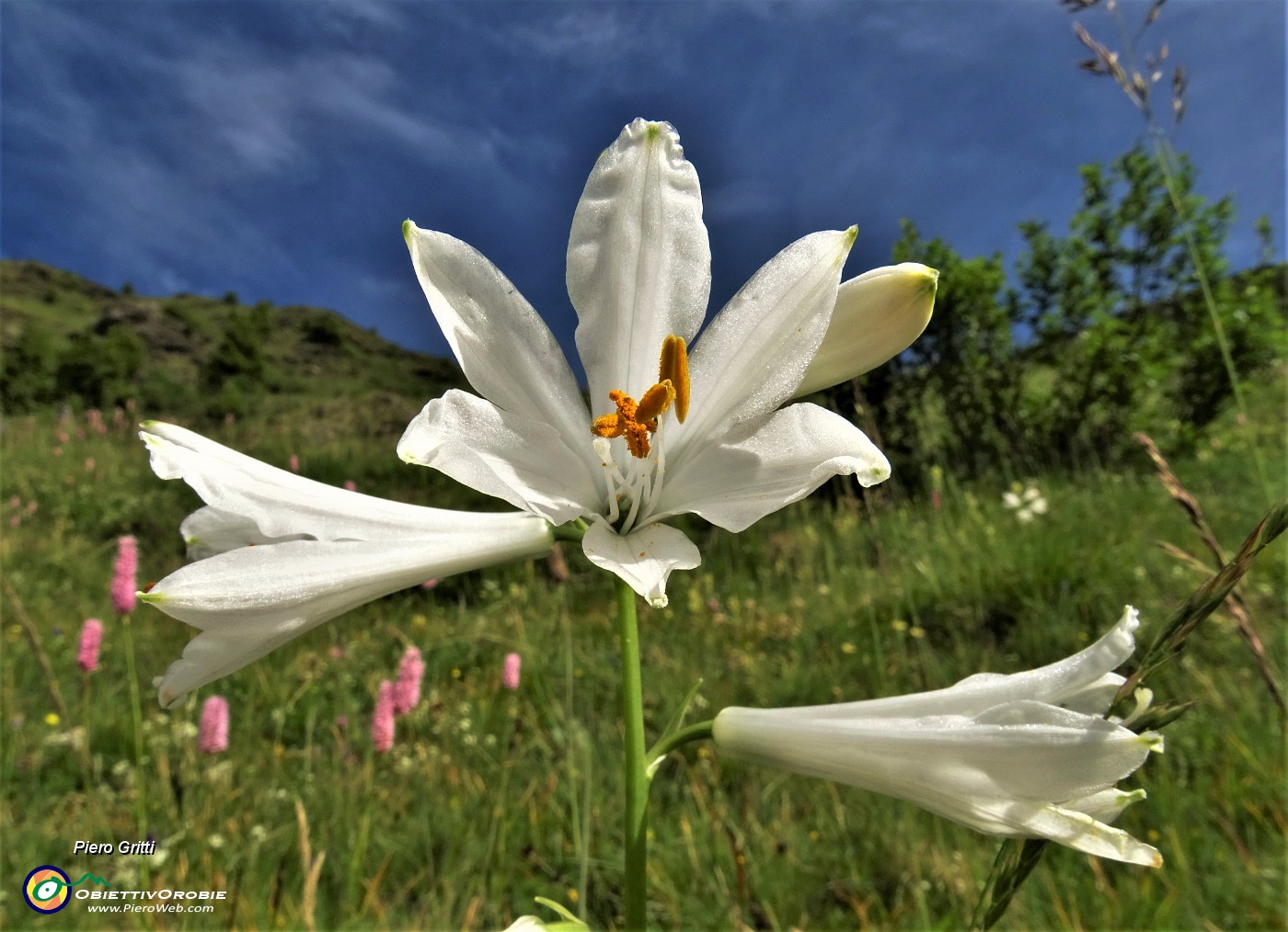 19 Giglio di monte (Paradisea liliastrum) .JPG